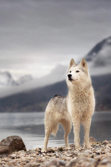 24-25 赛季英超第 35 轮阿森纳 1:2 伯恩茅斯，如何评价这场比赛？