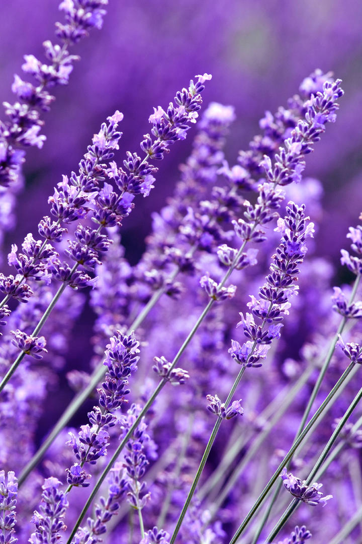 2025年沪深两市春节前特别分红创历史新高 拟分红金额达3431.9亿元