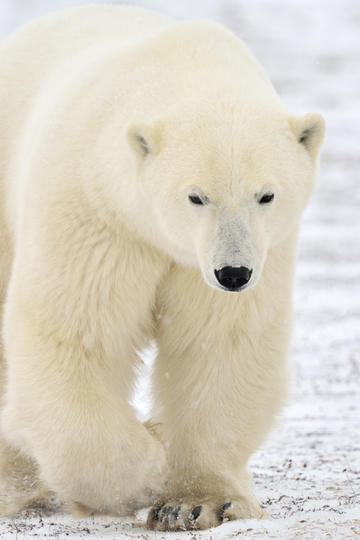 如何看待《哪吒之魔童闹海》 4 月 19 日～4 月 20 日连续 2 天重夺「票房日冠」？