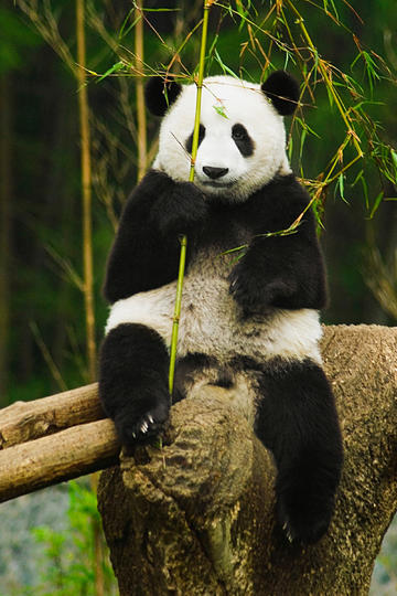 时隔多年再看宫崎骏的电影《幽灵公主》，你有哪些新的感受？