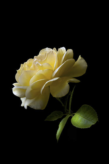 交易的本质是否就是不断发现规律，机械执行？