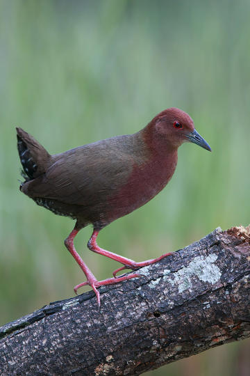 刘耀文alpha味儿