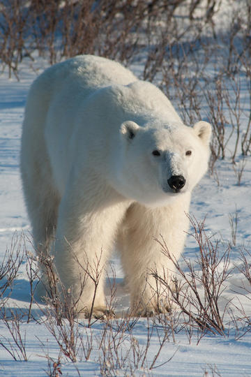 演员杨幂自曝！