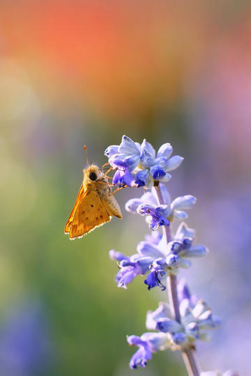 景甜庄达菲生图