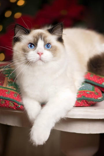 人类幼崽第一次吃榴莲浑身写满拒绝